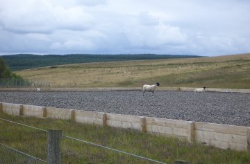 Sheep